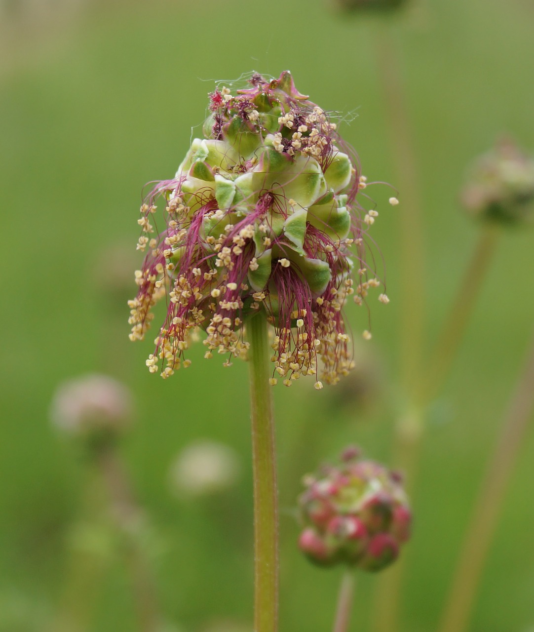 Image - flowering from the small burnet