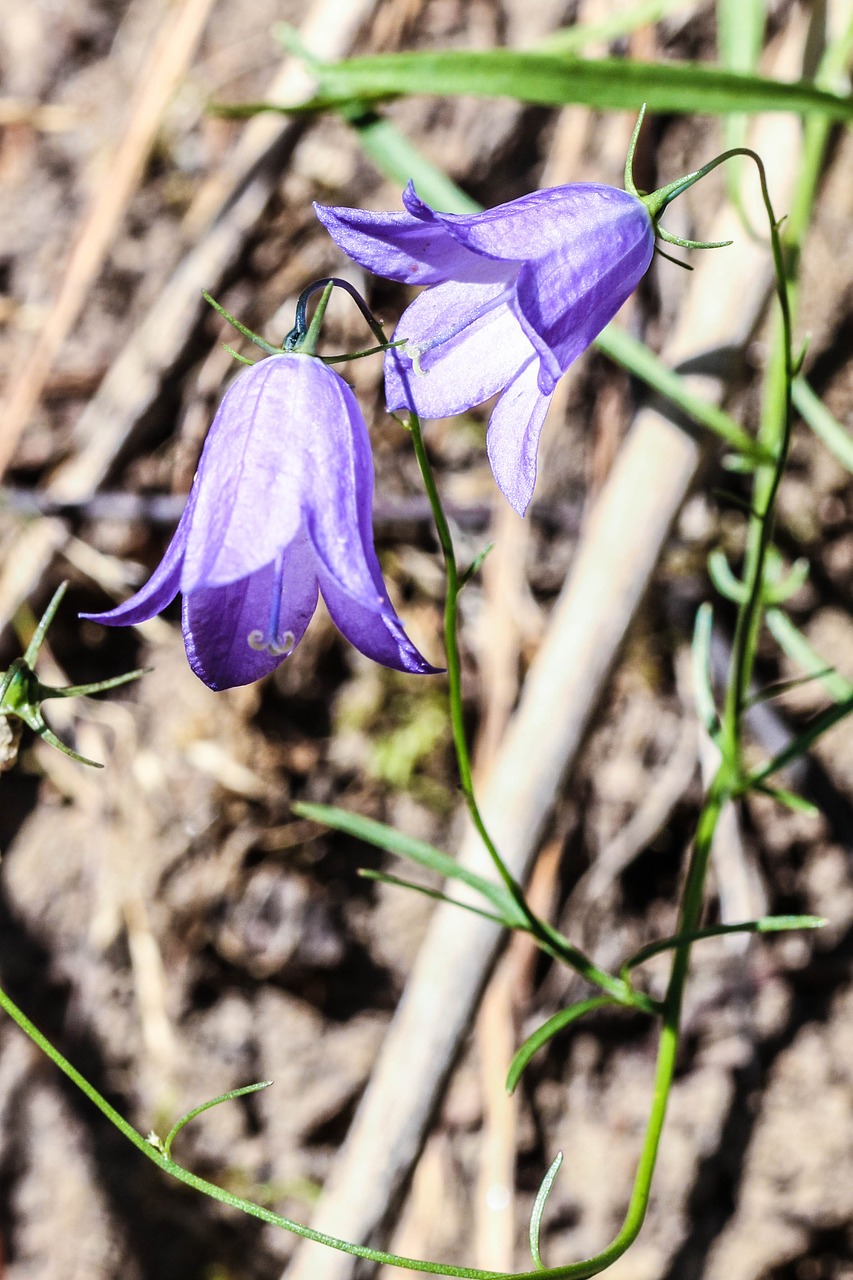 Image - bluebell bell flowers flowers