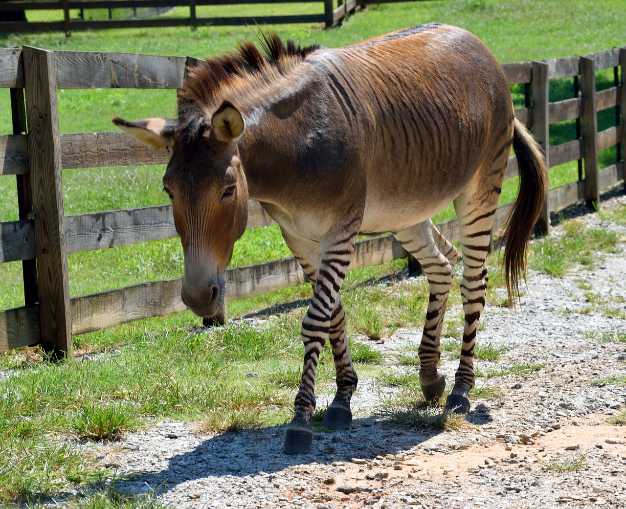 Image - zonkey animal mammal half zebra