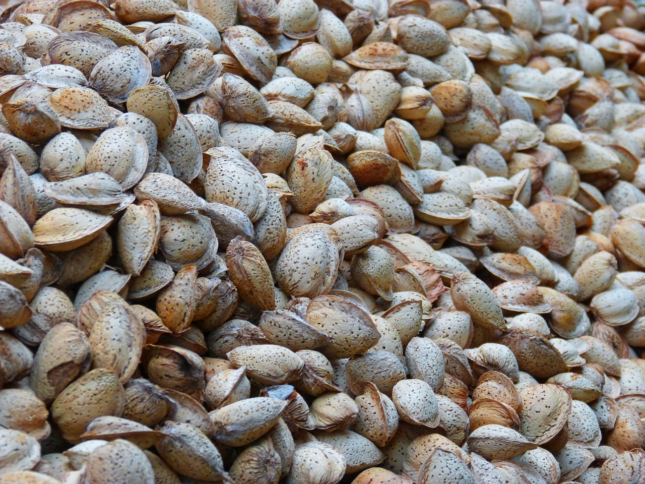 Image - almonds dried fruits dry in the sun