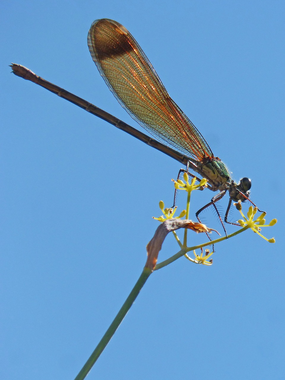 Image - dragonfly damselfly fennel sky