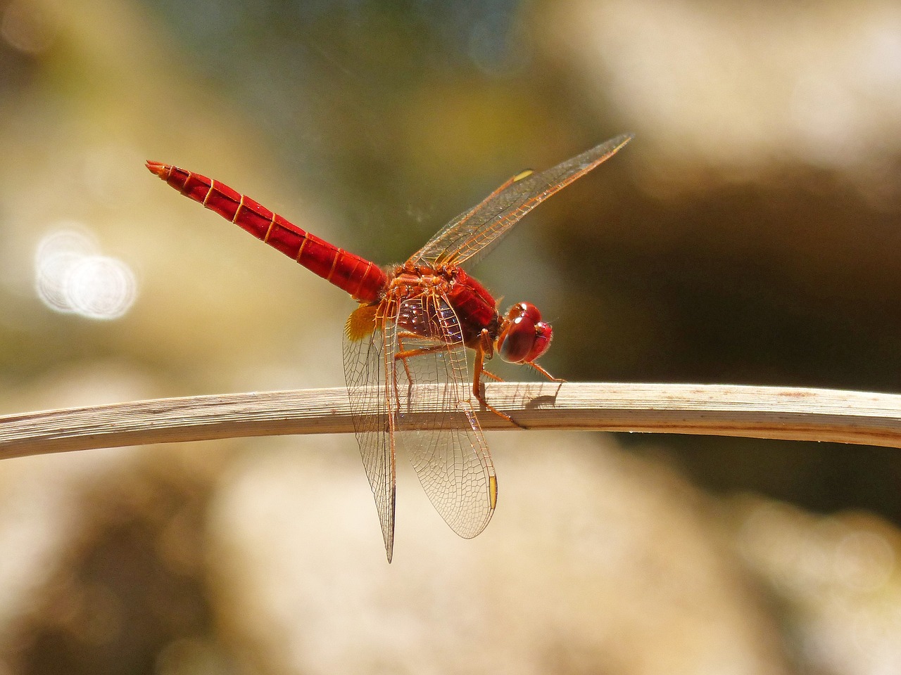 Image - red dragonfly erythraea crocothemis