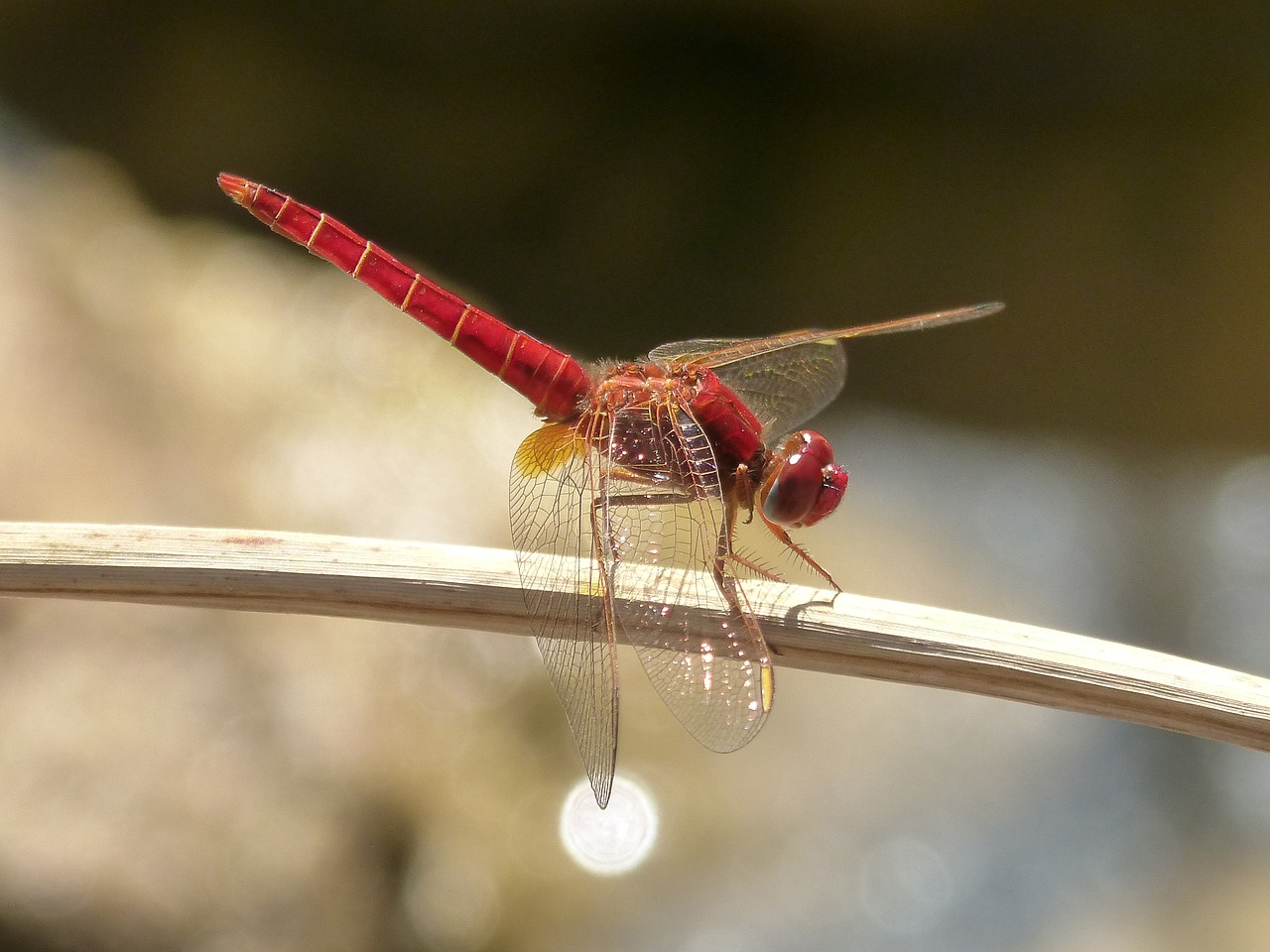 Image - red dragonfly erythraea crocothemis