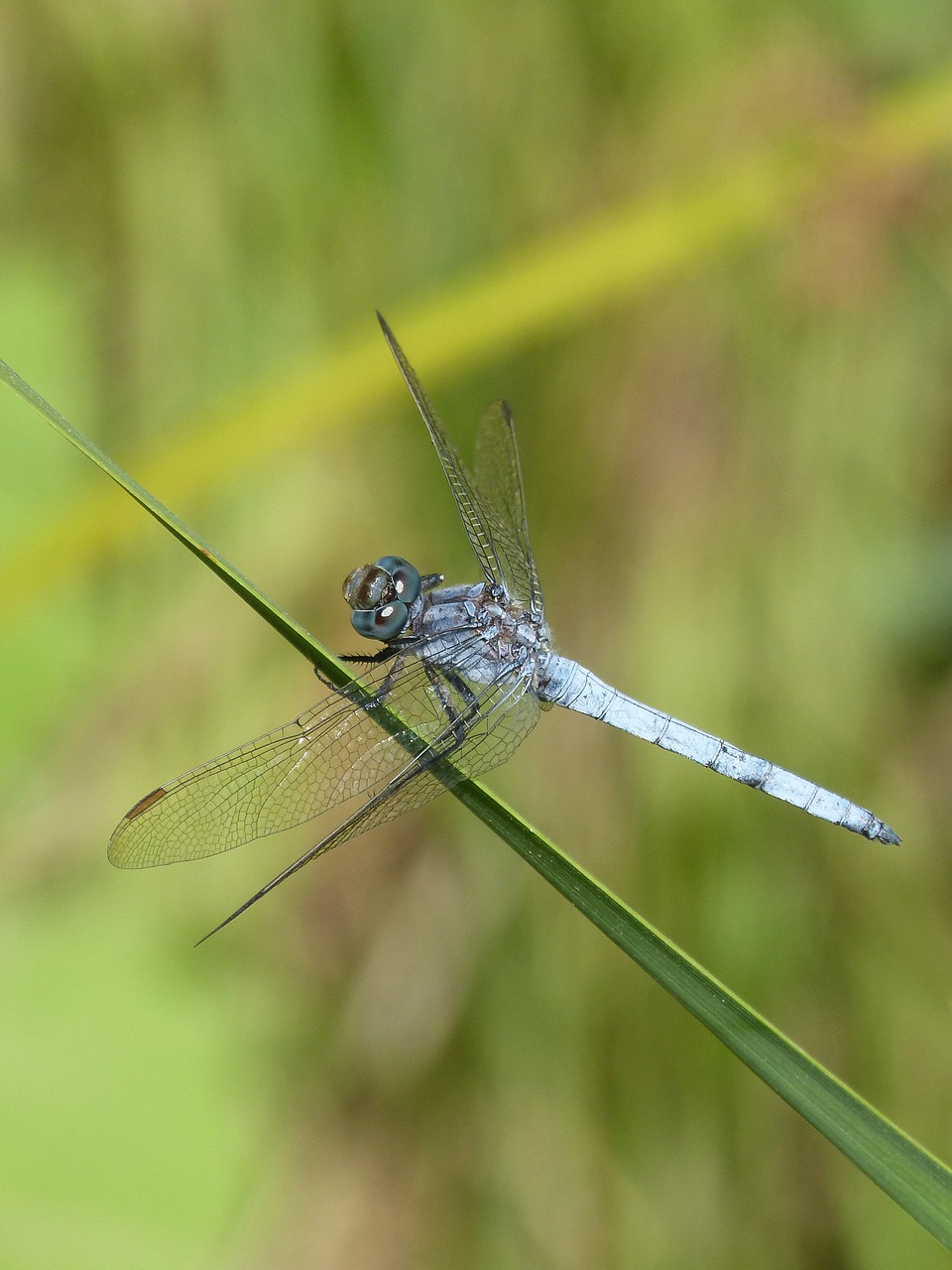 Image - blue dragonfly leaf greenery