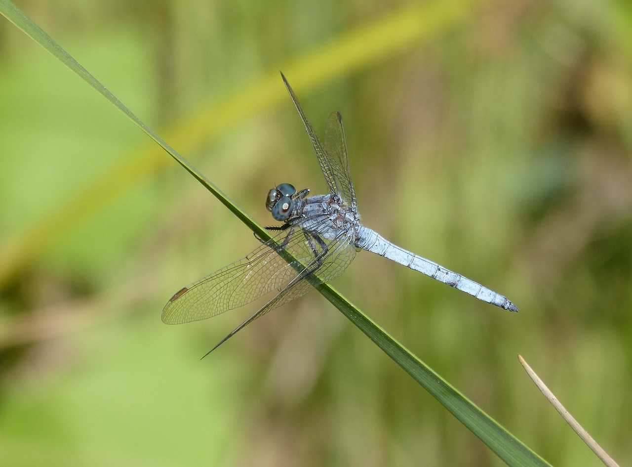 Image - blue dragonfly leaf greenery