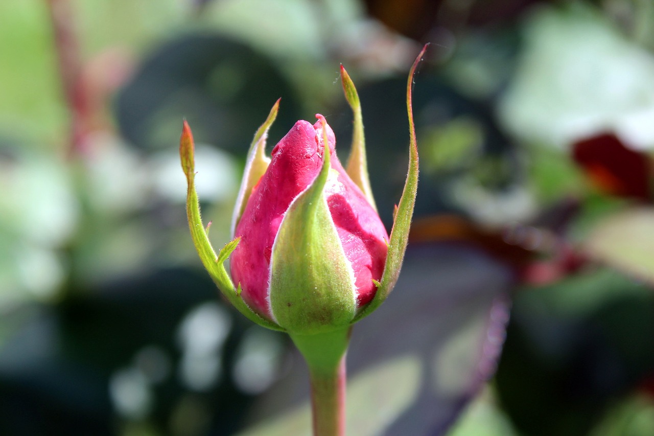 Image - rose bud flower garden nature