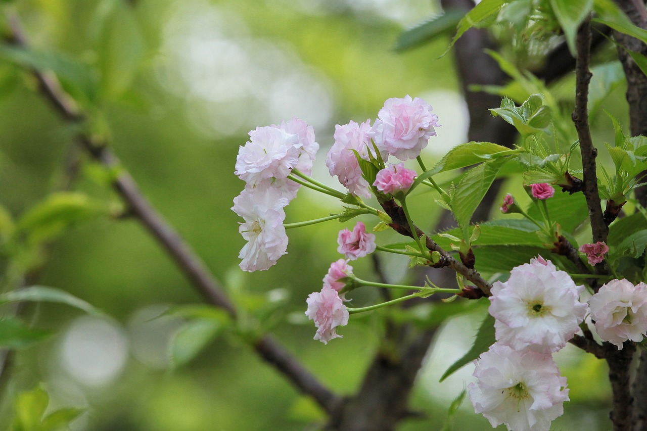 Image - plant cherry blossoms