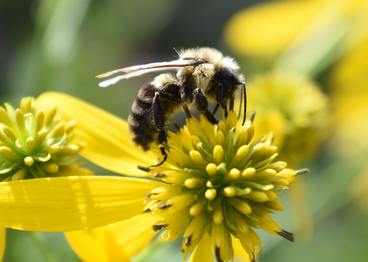 Image - bee bumblebee pollen flower yellow