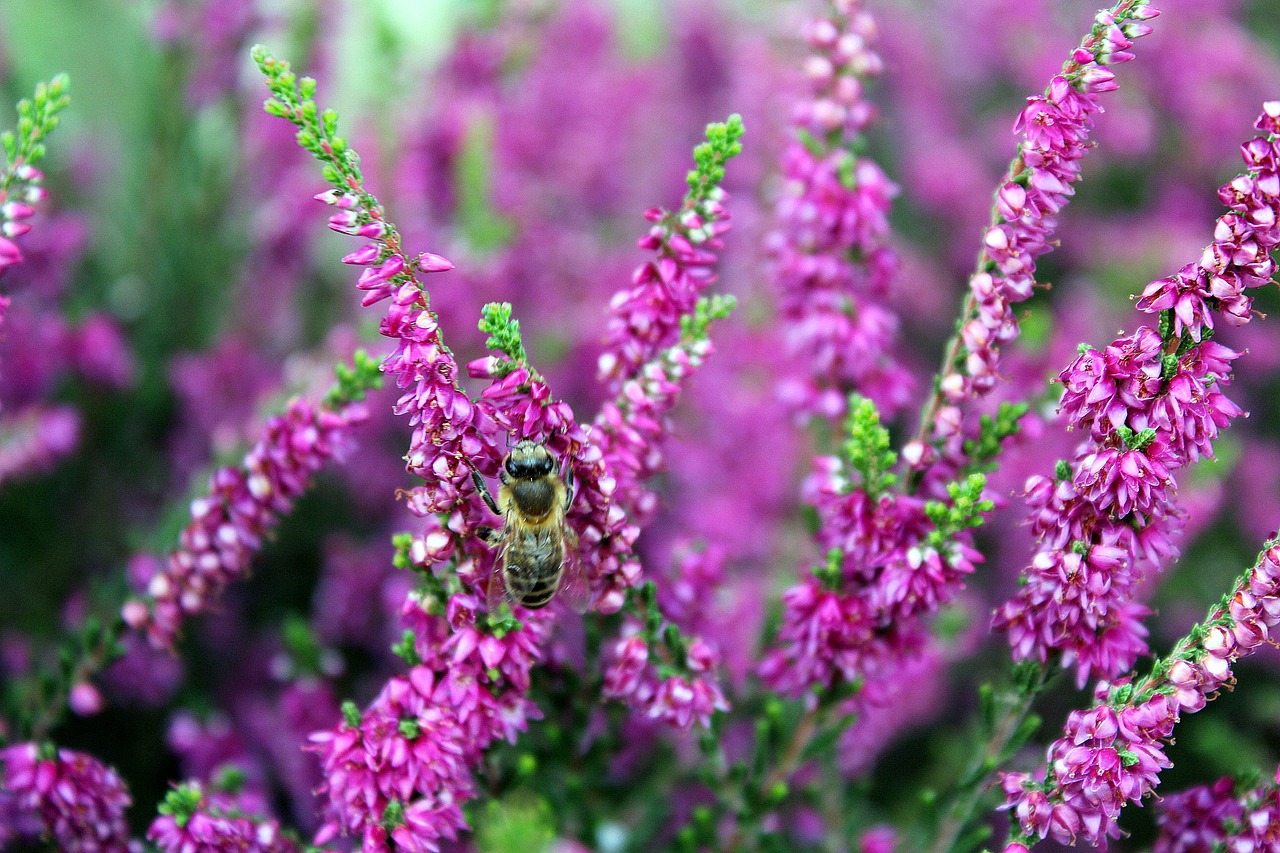Image - heather plant nature violet