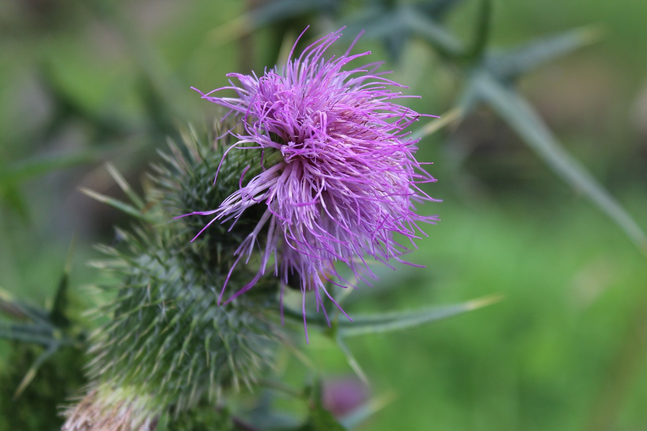 Image - thistle plant nature weed meadow