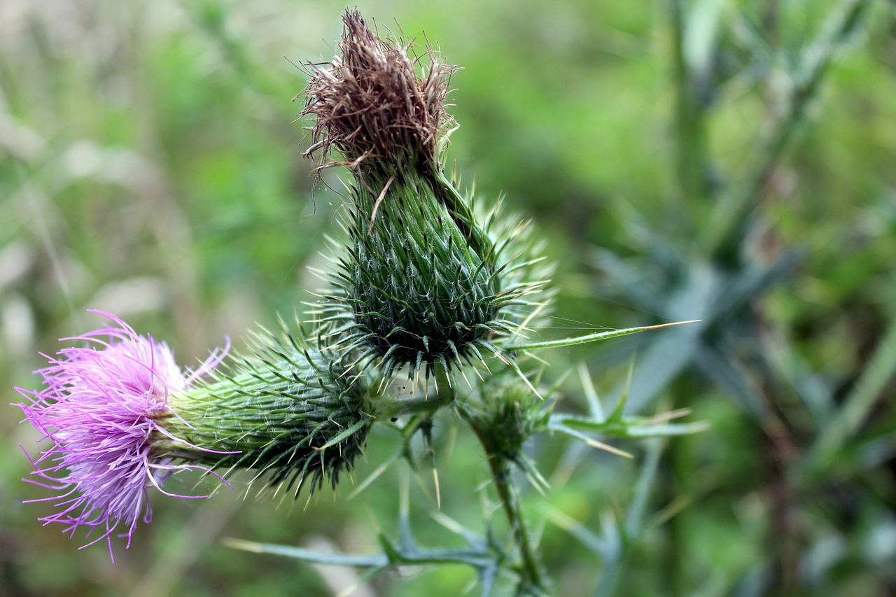 Image - thistle plant nature thistle flower