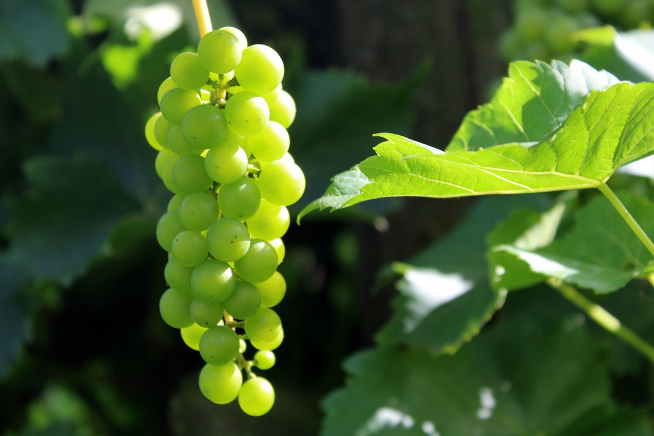 Image - grapes fruit nature fresh eating