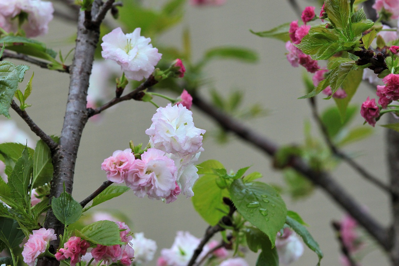 Image - plant cherry blossoms