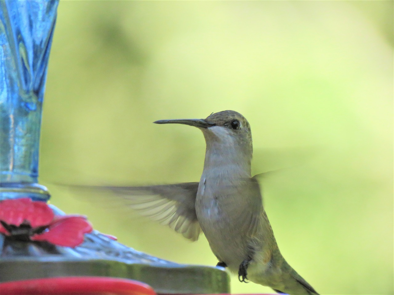 Image - bird in flight close up hummingbird