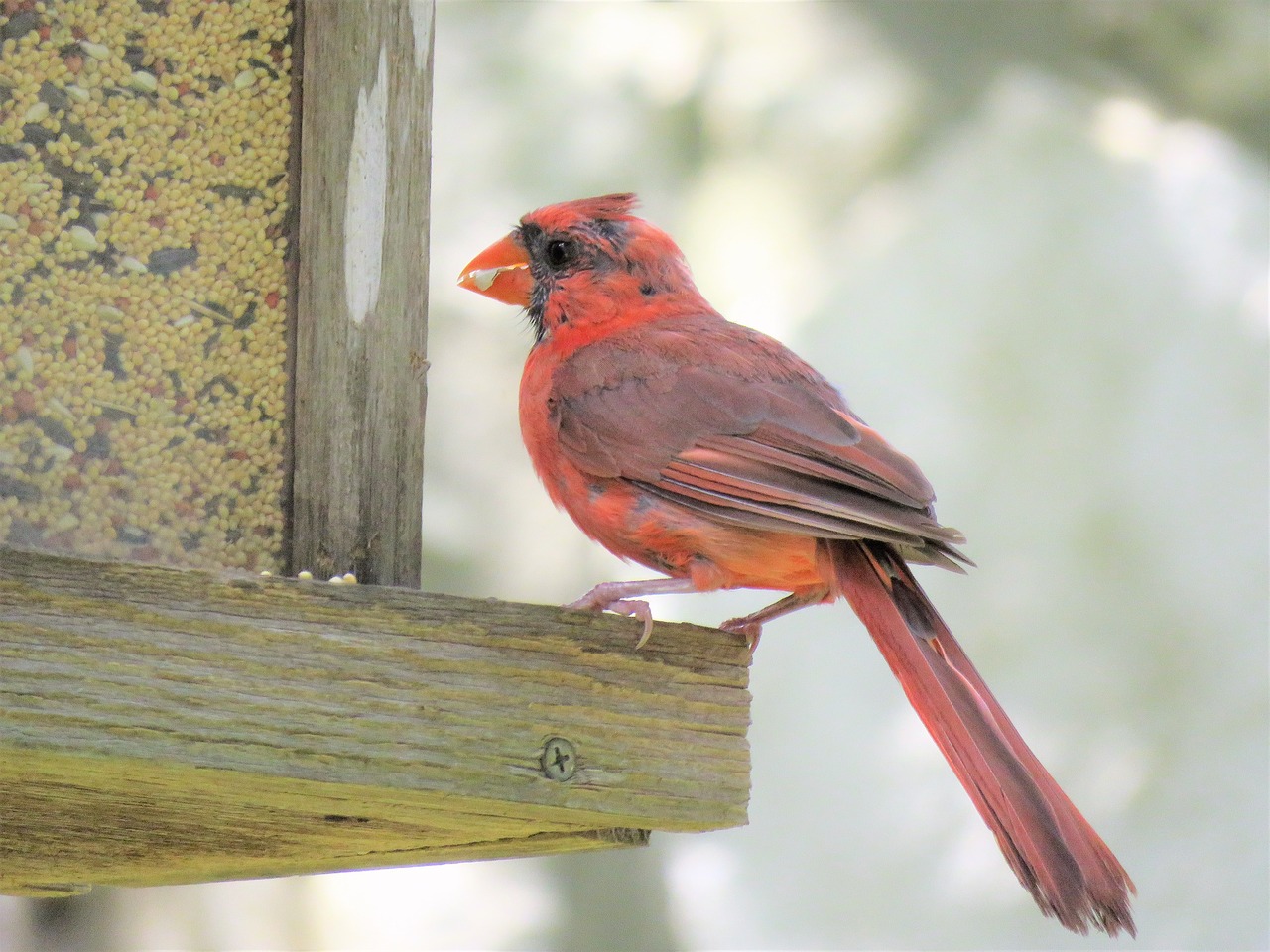 Image - bird red cardinal close up