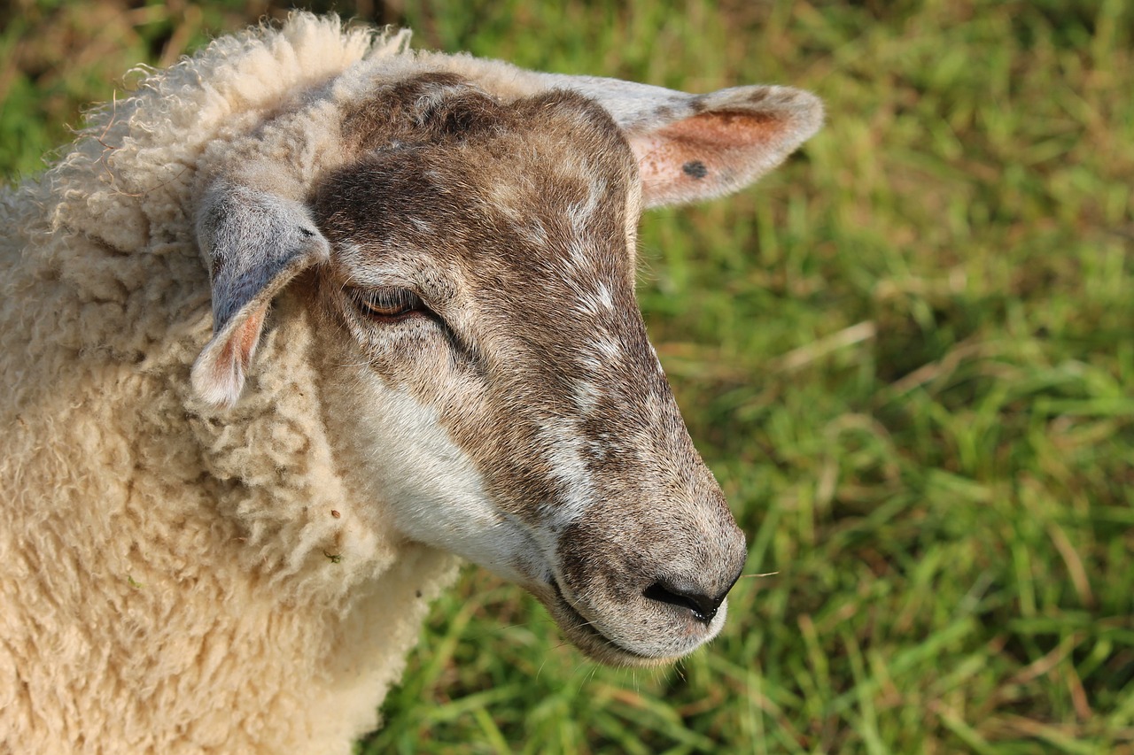 Image - sheep portrait sheepshead pet