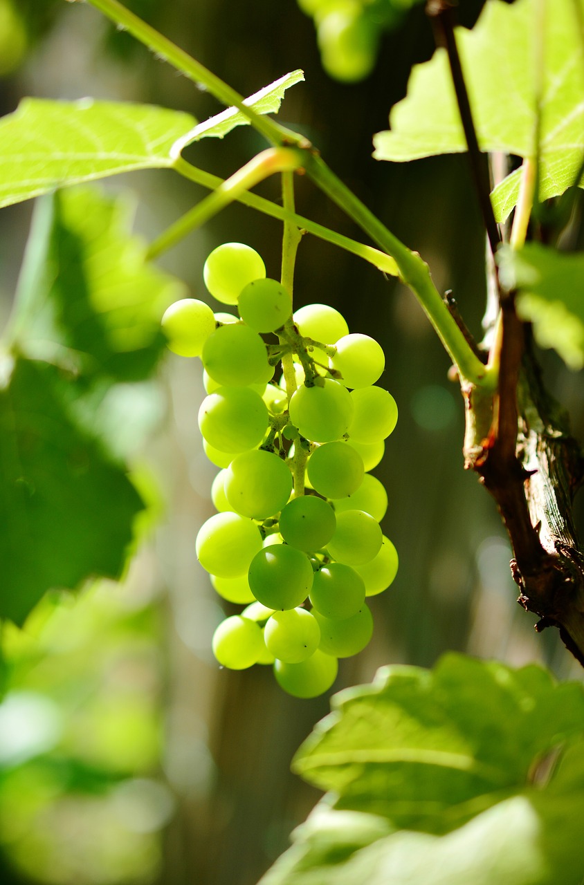 Image - grapes winegrowing green grapes