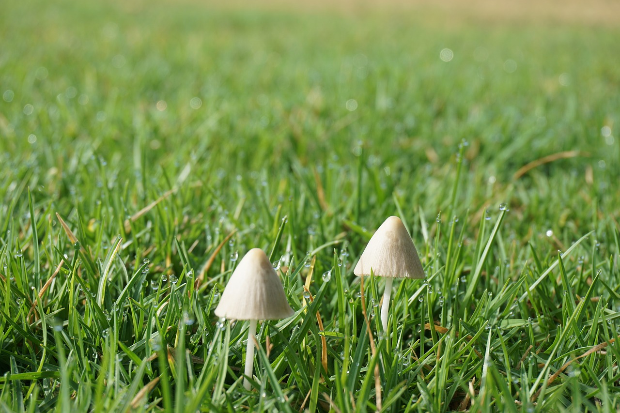 Image - fungus fungi nature wilderness