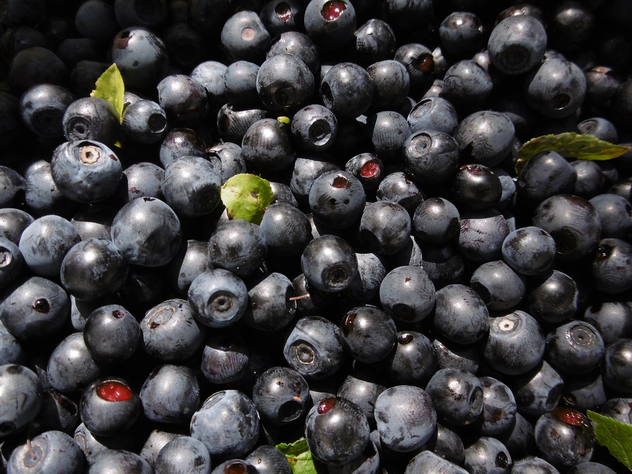 Image - blueberries berries forest blue