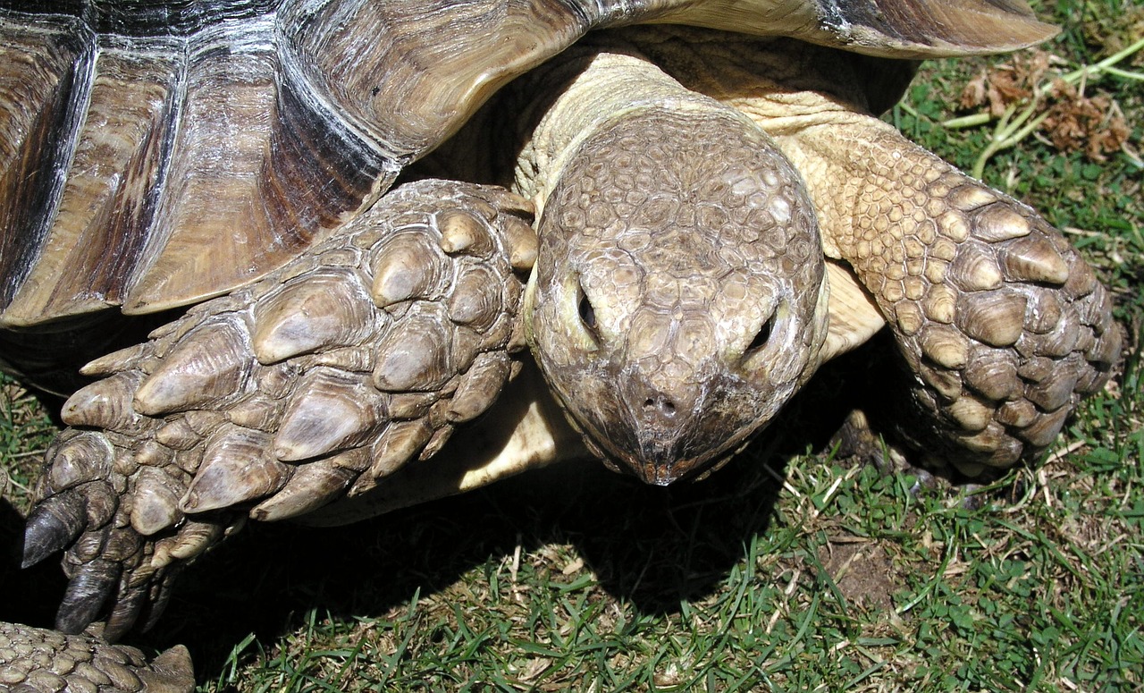 Image - tortoise reptile animal zoo pet