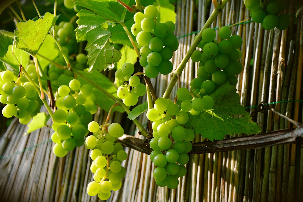 Image - grapes winegrowing green grapes