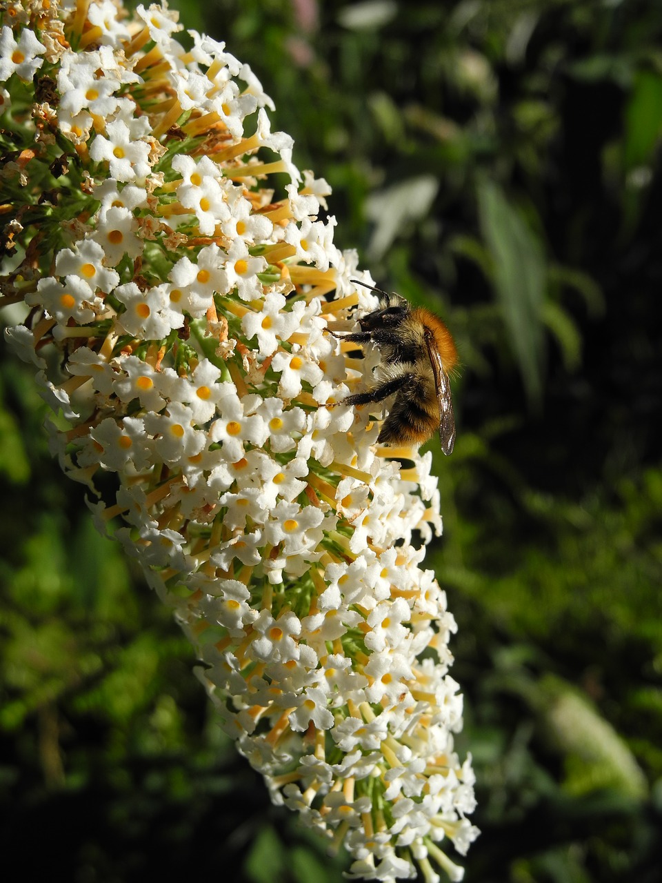 Image - white lilac bourdon forage macro