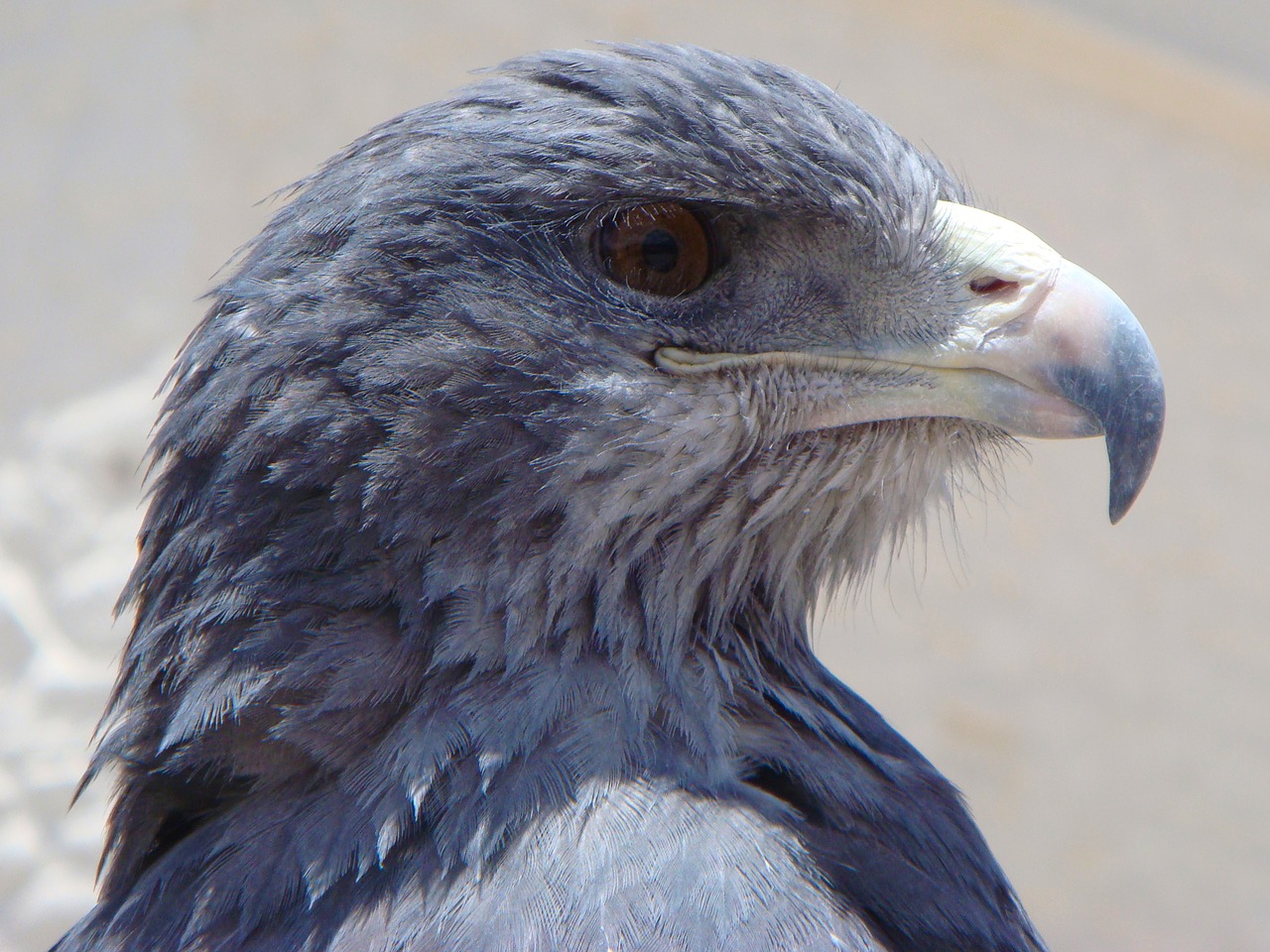 Image - eagle blue eagle bird of prey bird