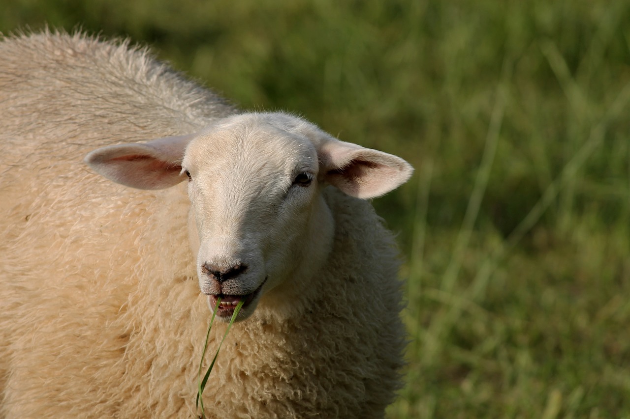 Image - sheep eating eats portrait