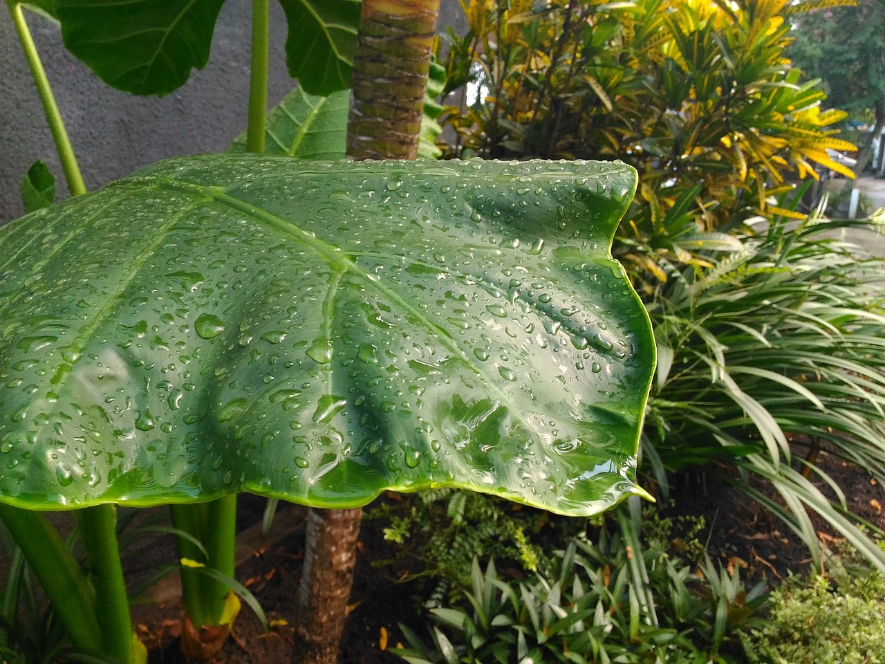 Image - leaf rain nature green object