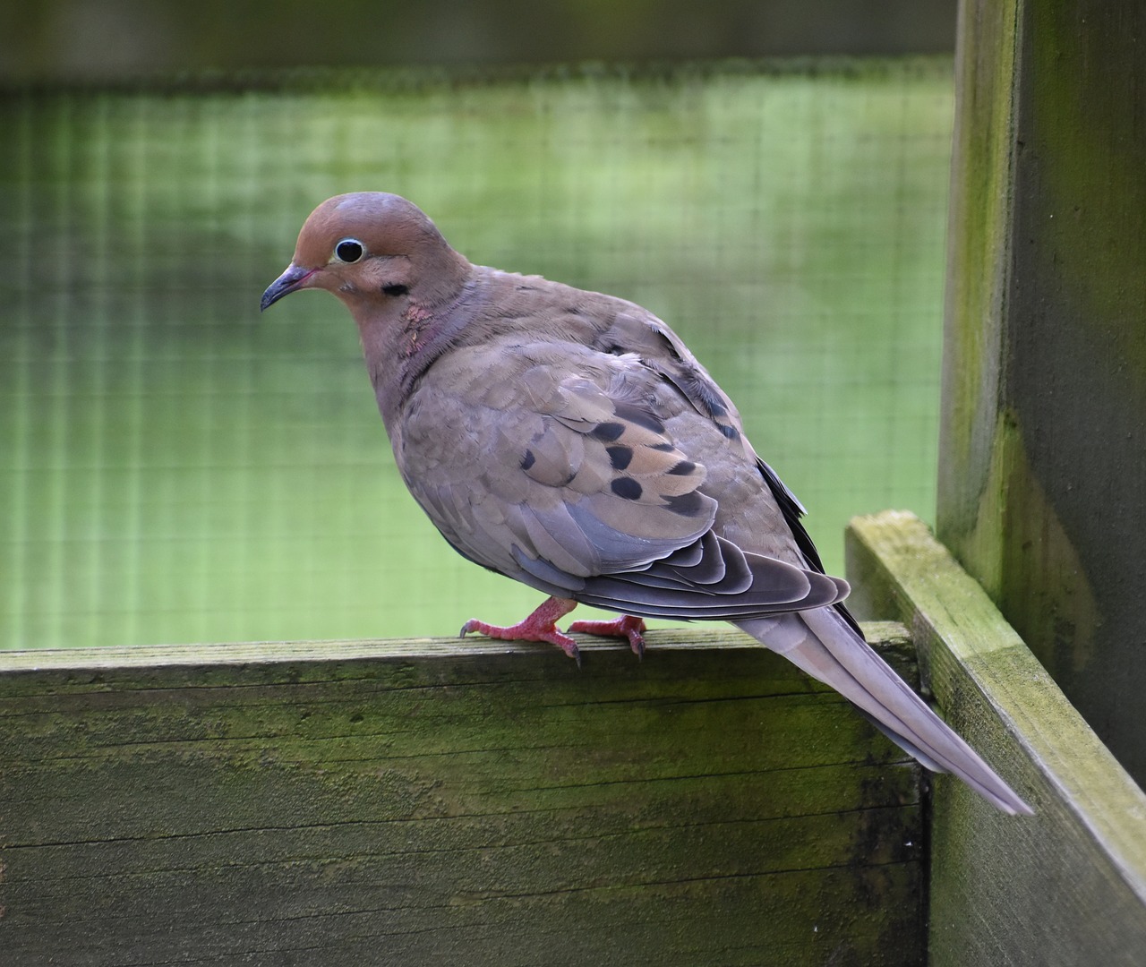 Image - bird mourning dove dove avian