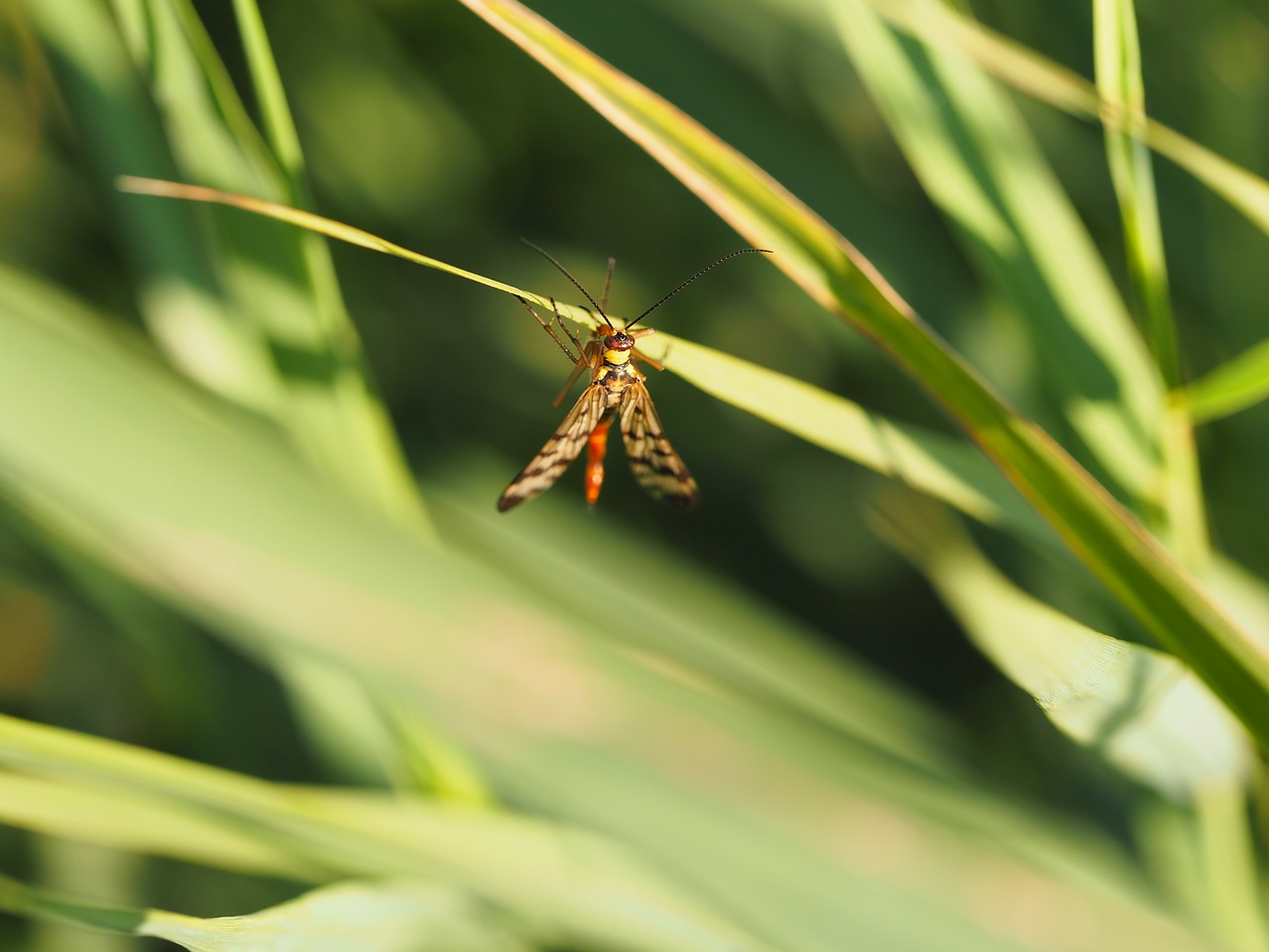 Image - fly insect grasshopper grille