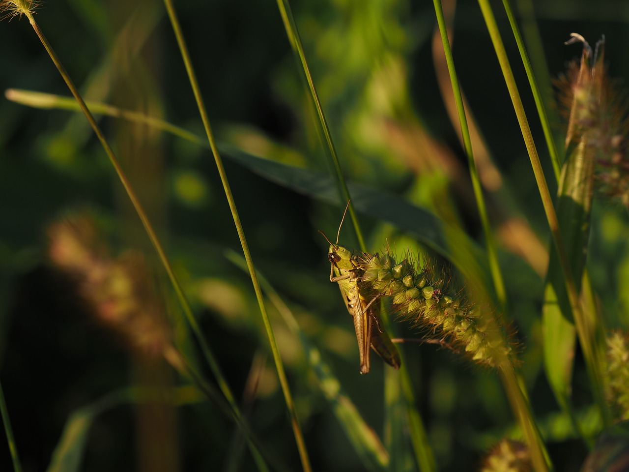 Image - grasshopper flip green close