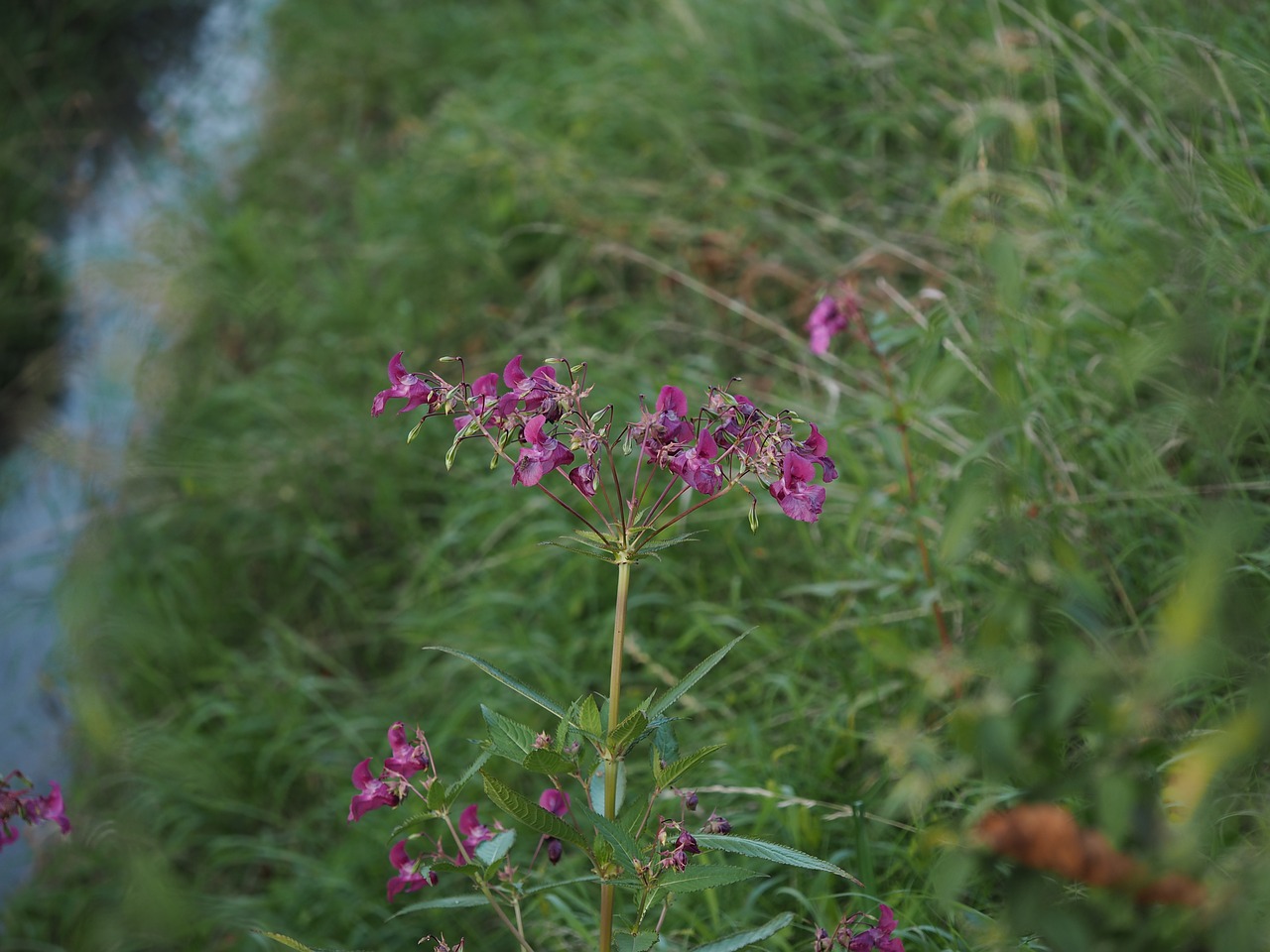 Image - meadow bach grass nature