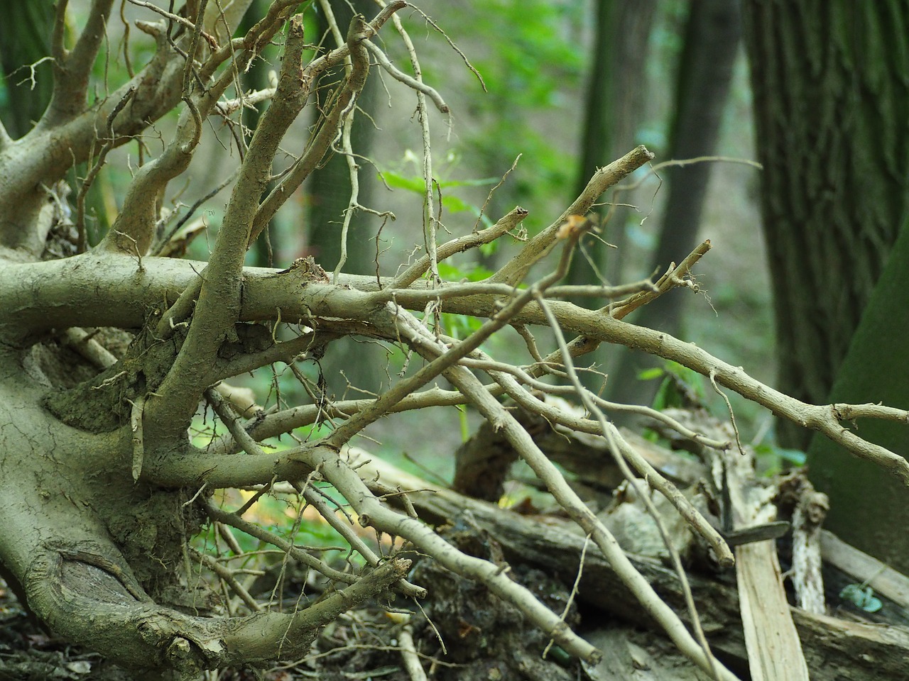 Image - log uprooted nature root tree root