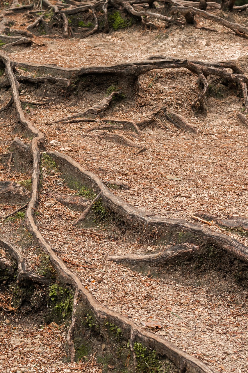 Image - the roots of the forest structure