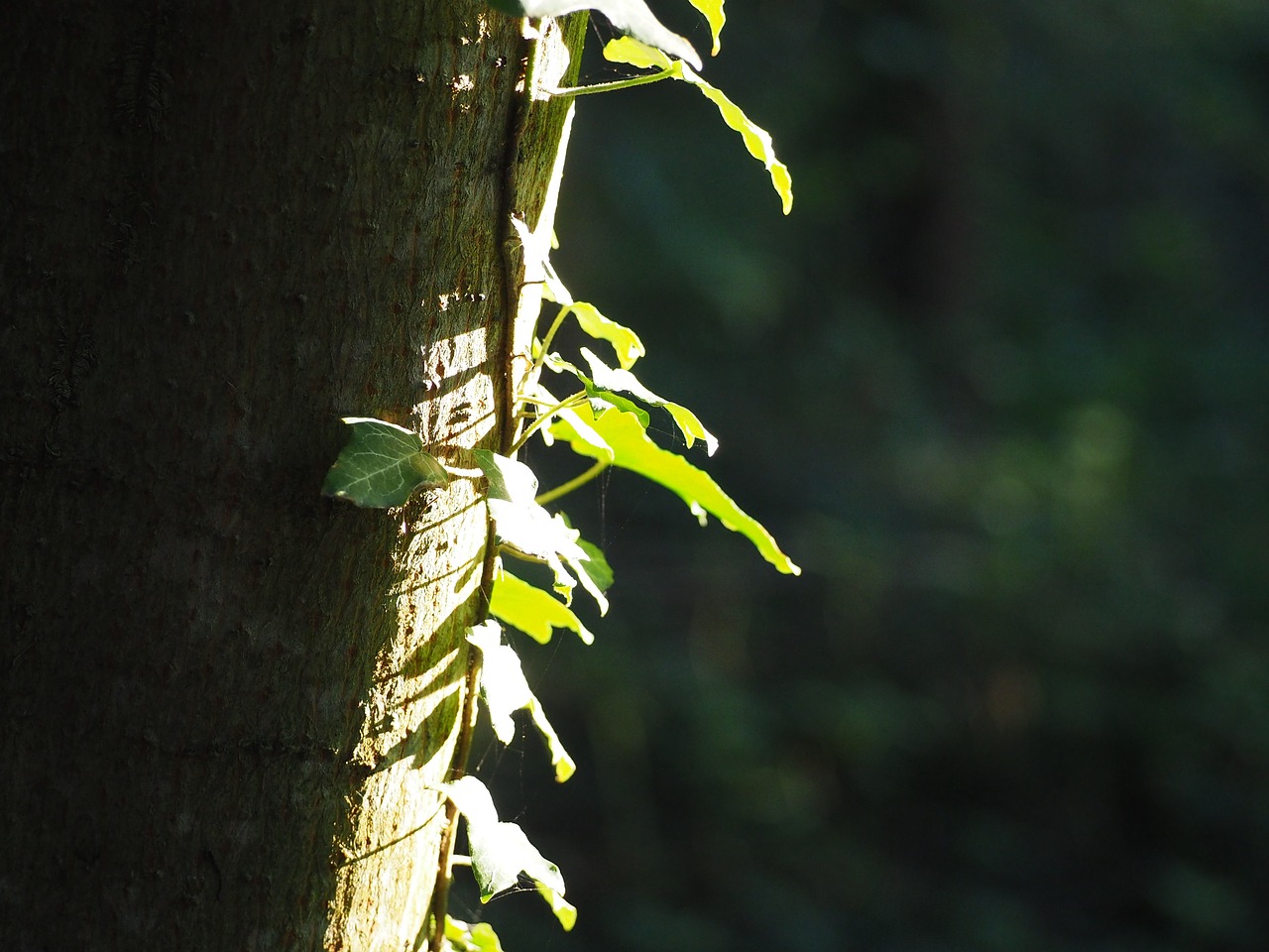 Image - log ivy tree climber nature