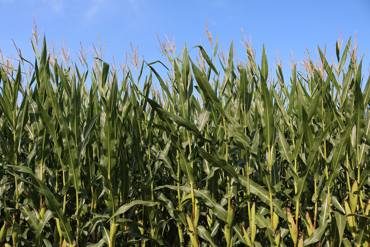 Image - fields corn agriculture cornfield