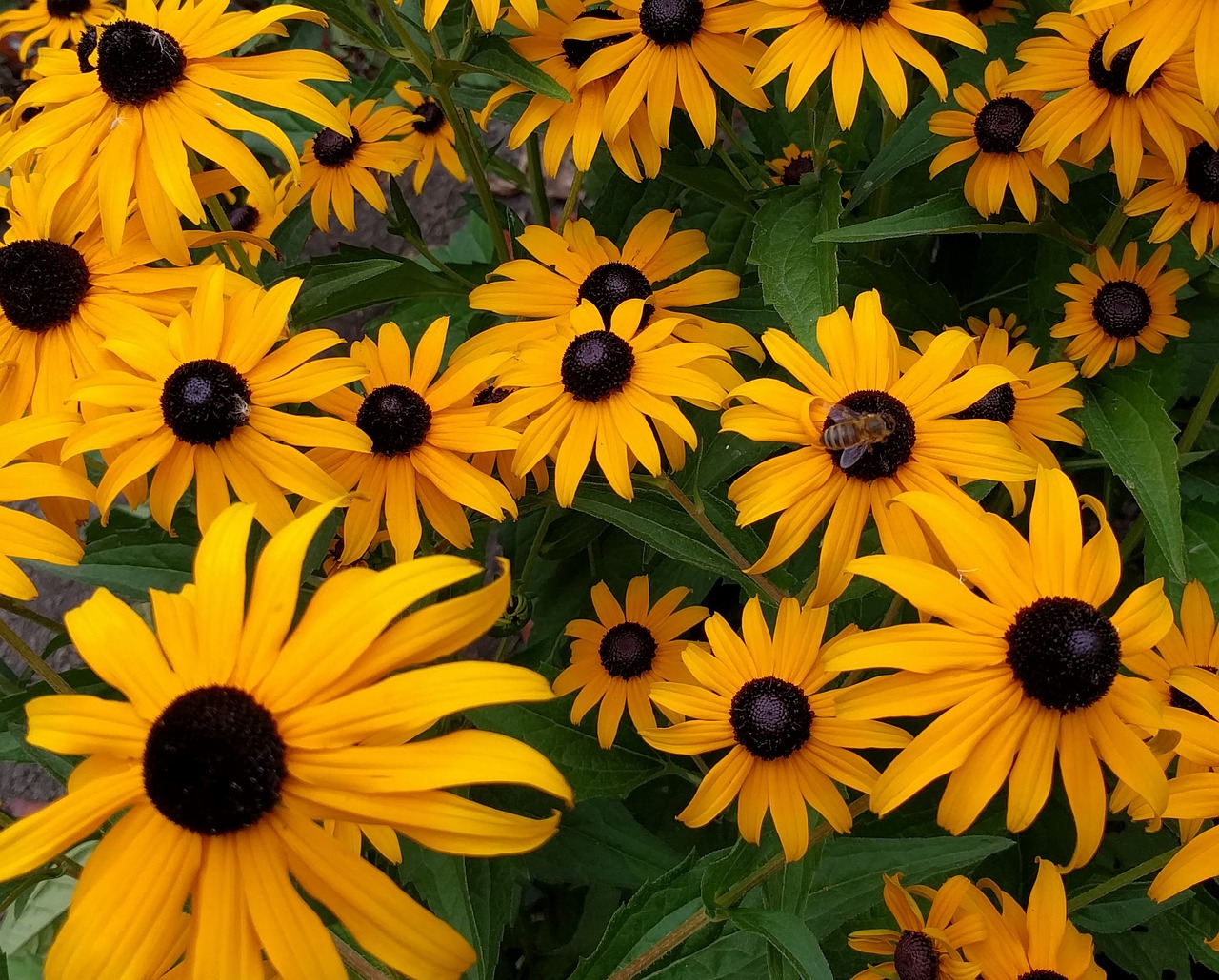 Image - busy bee on black eyed susan bee