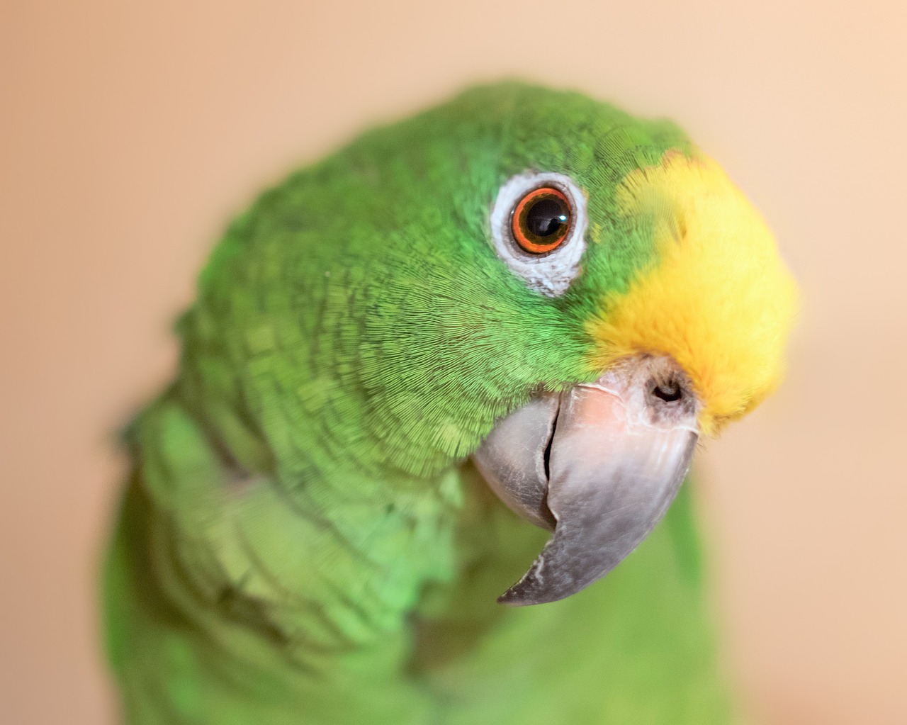 Image - yellow crown amazon parrot bird