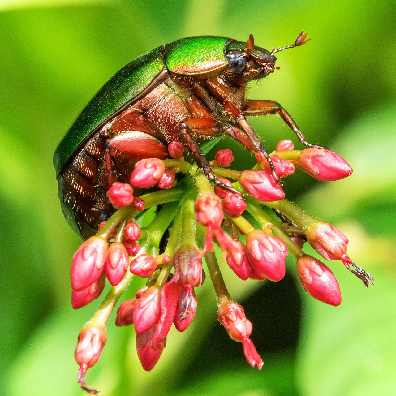 Image - bugs insect flower nature beetle