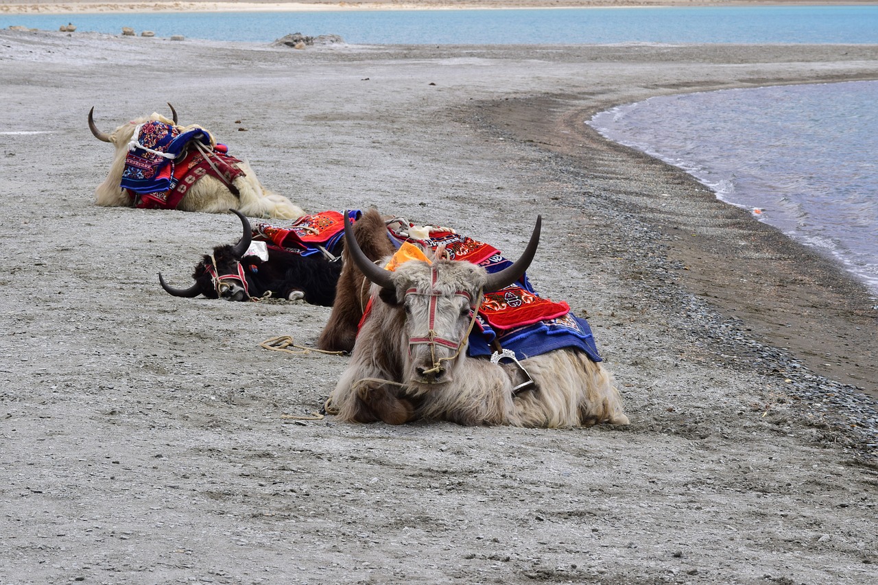 Image - yak pangong lake pangong tso lake