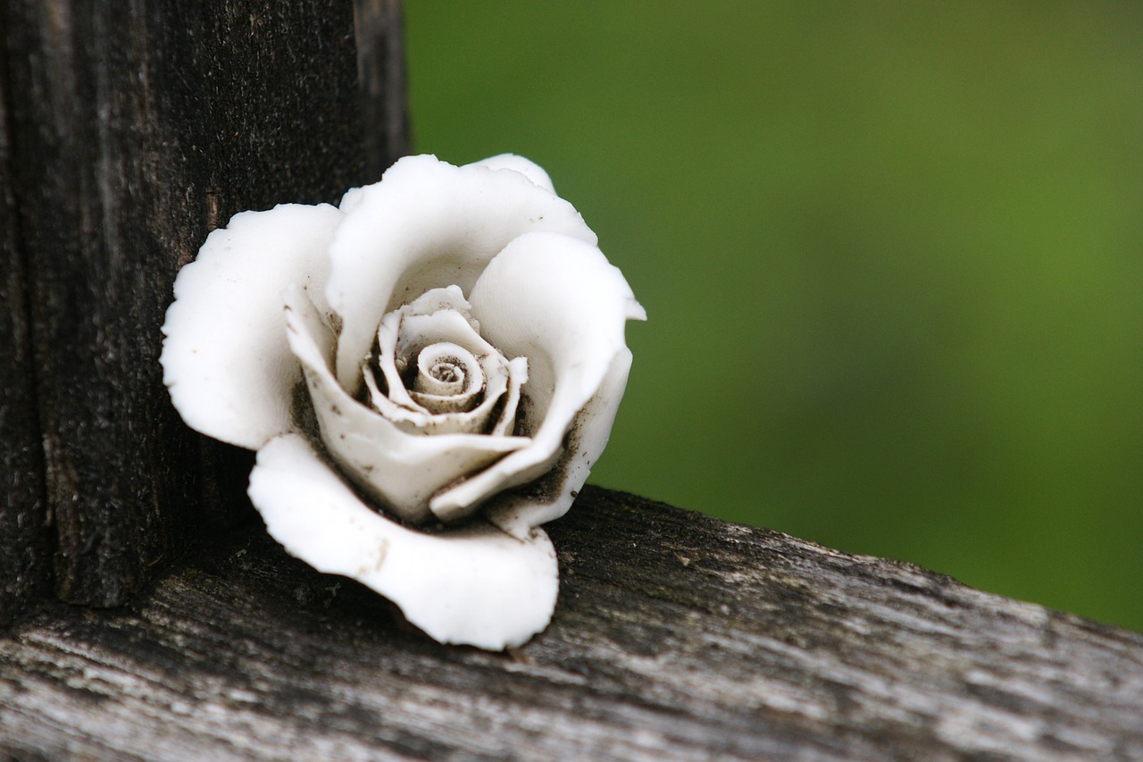 Image - rose grave supplement blossom bloom