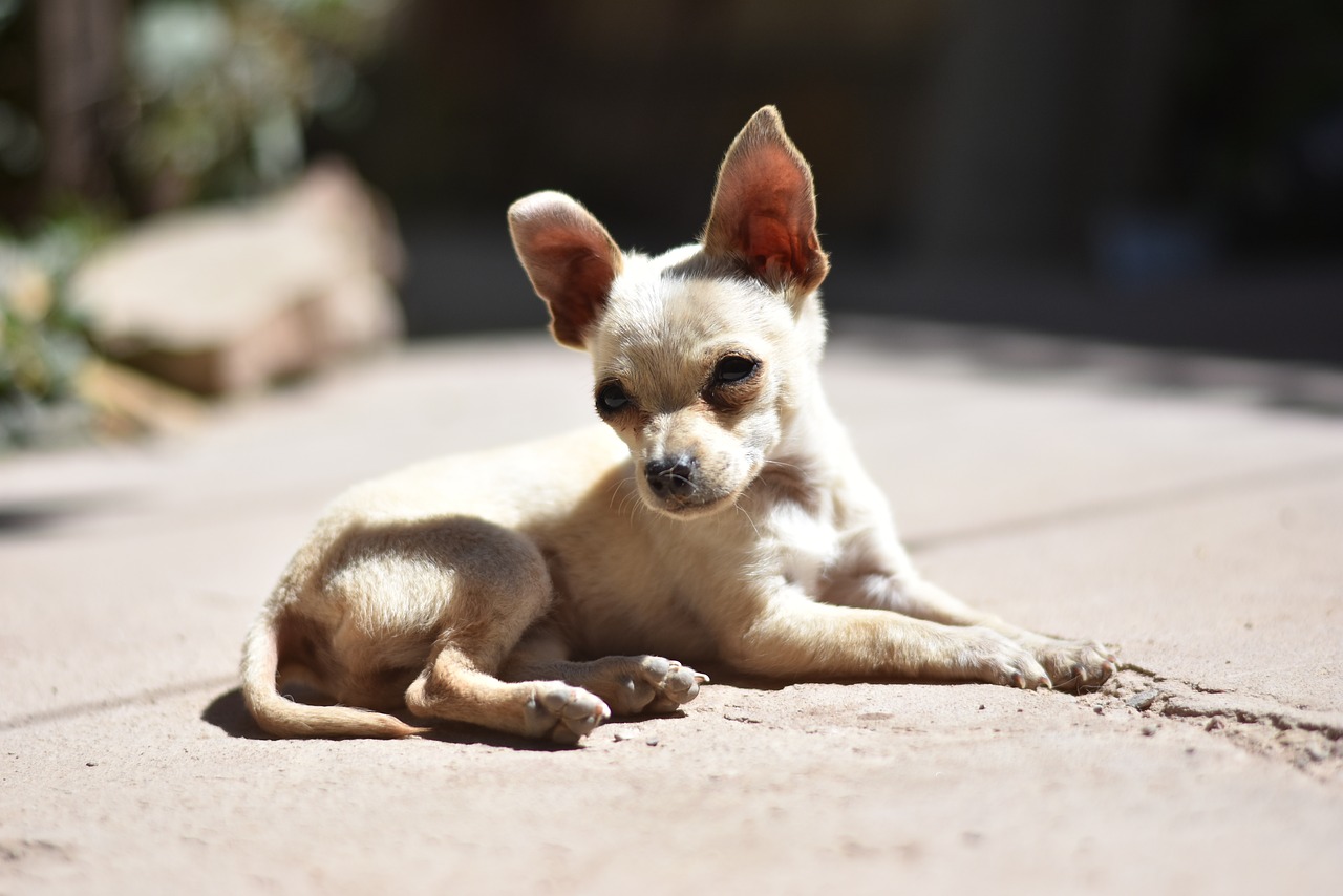 Image - miniature puppy pincher mini brown