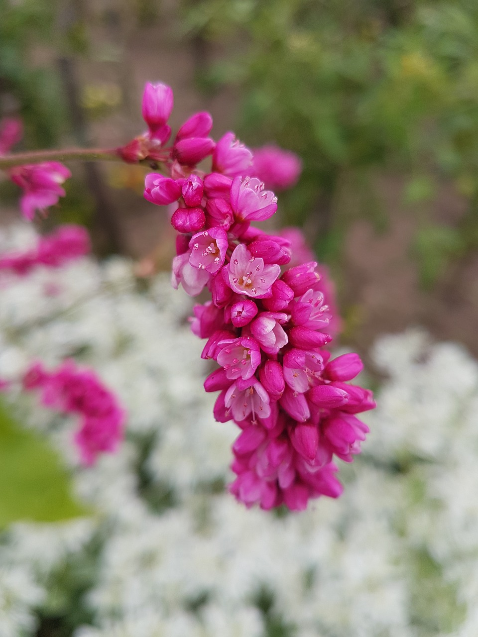 Image - background beauty bloom blooming