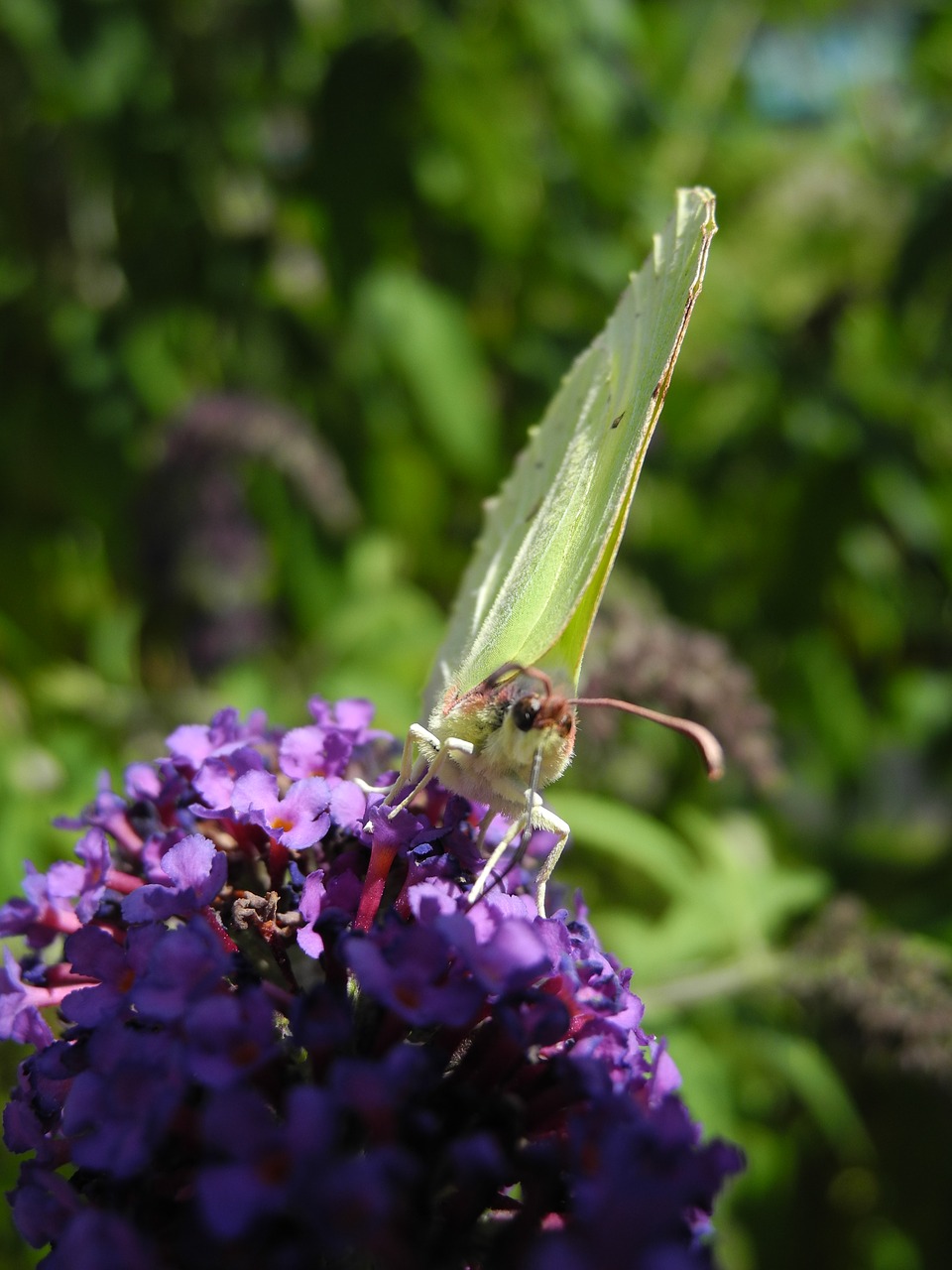 Image - butterfly lilac purple macro nature