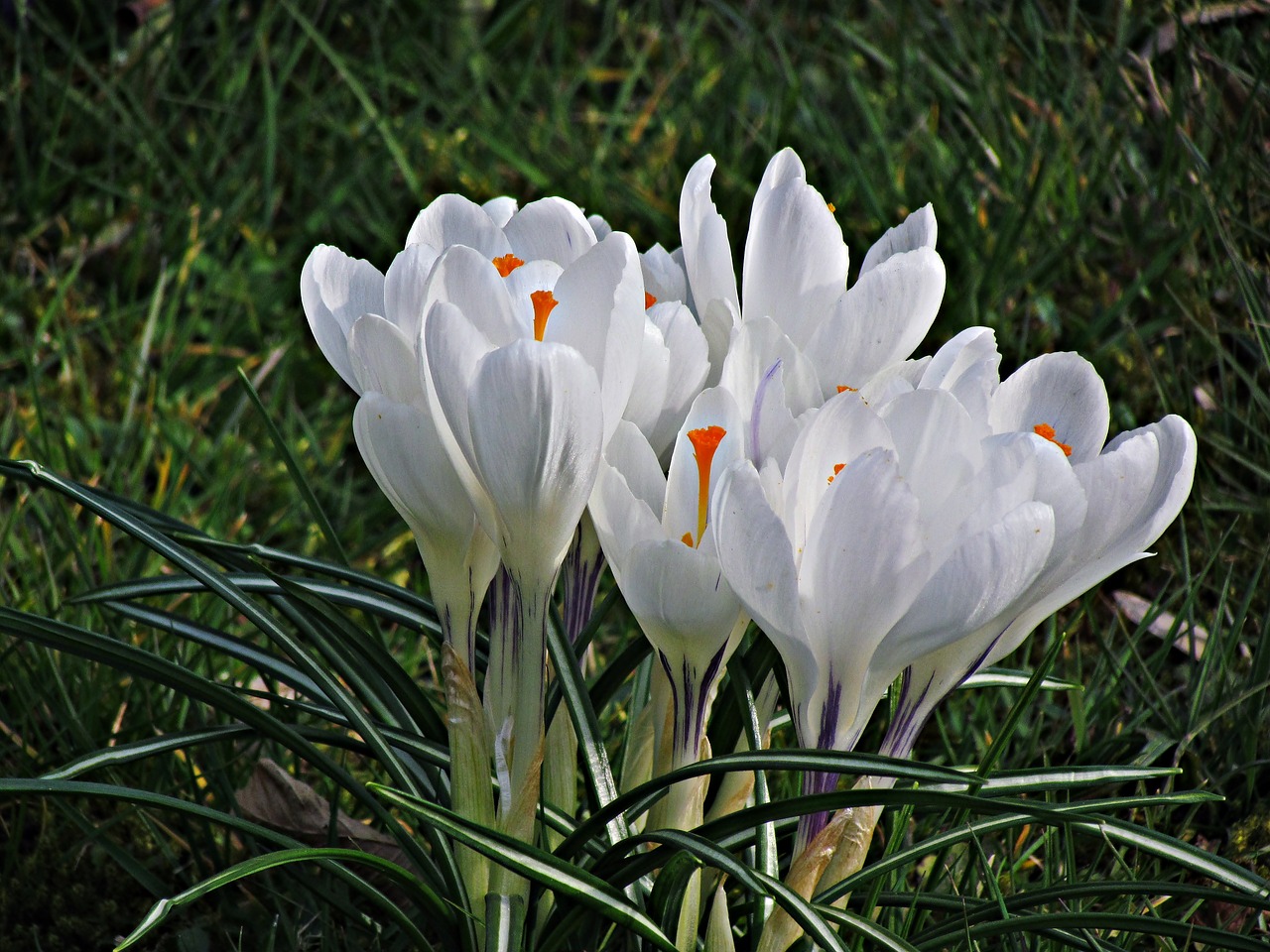 Image - flower krokus spring nature