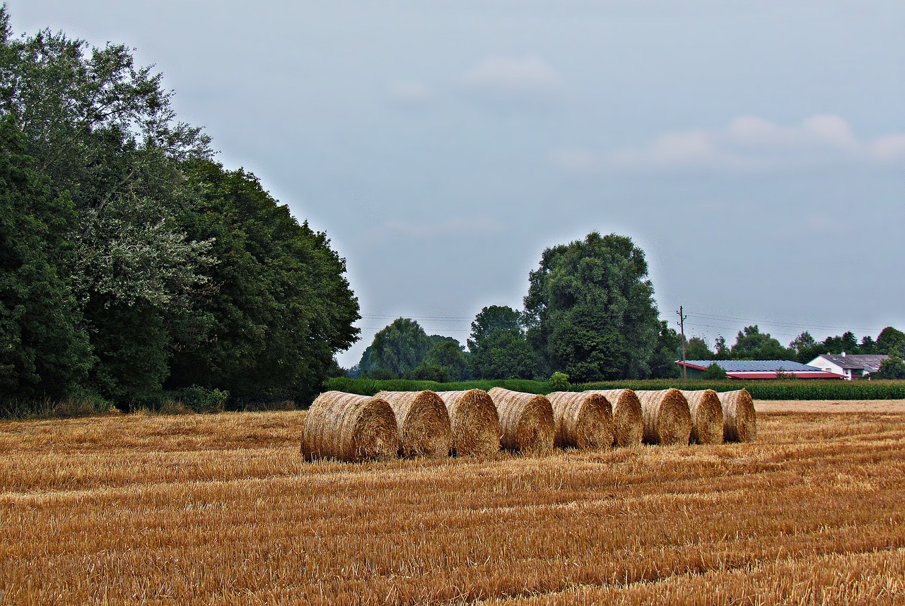 Image - field haymaking grass sunny