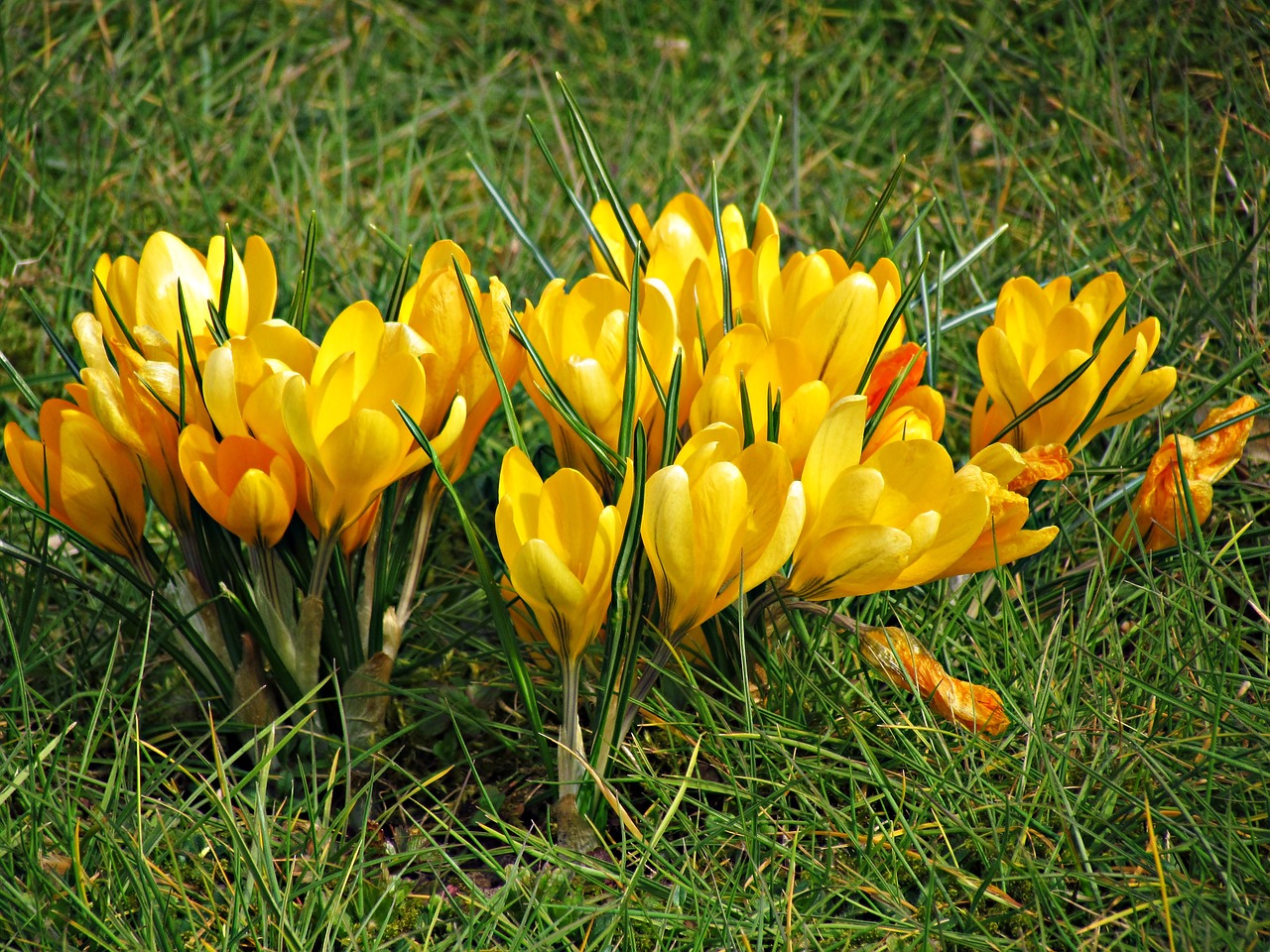 Image - krokus flowers yellow spring