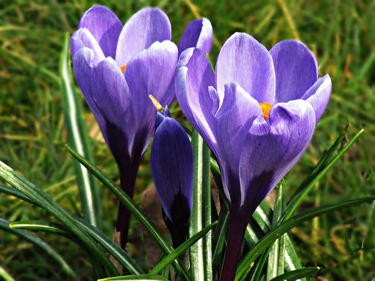 Image - krokus flowers yellow spring