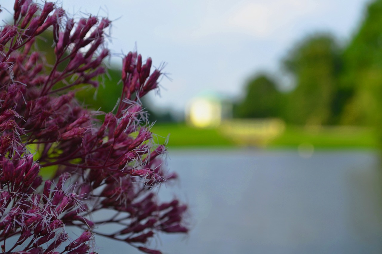 Image - karlsaue swan island kassel blossom